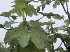 Cecropia schreberiana