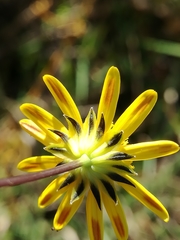 Euryops munitus