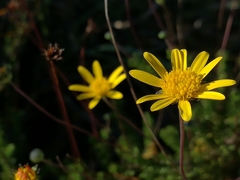 Euryops munitus