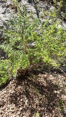 Philadelphus texensis