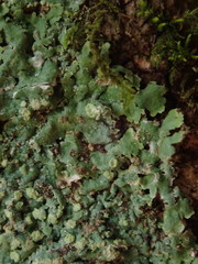 Physcia poncinsii