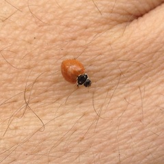 Cycloneda emarginata