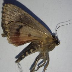 Amphipyra