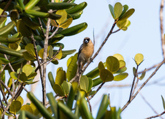 Schistochlamys ruficapillus