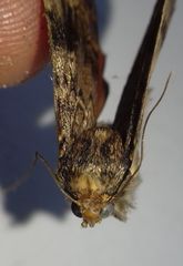 Amphipyra