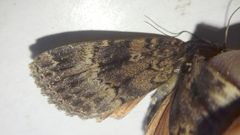 Amphipyra