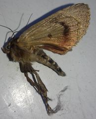 Amphipyra