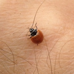 Cycloneda emarginata