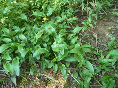 Packera schweinitziana