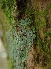 Physcia poncinsii