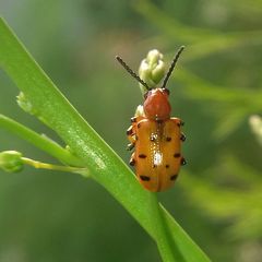Crioceris duodecimpunctata