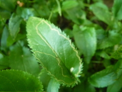 Packera schweinitziana