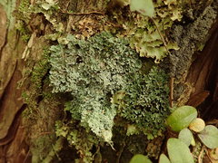 Heterodermia appendiculata