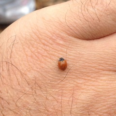 Cycloneda emarginata