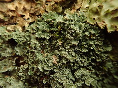 Heterodermia appendiculata