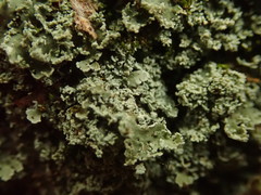 Heterodermia appendiculata