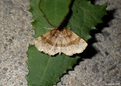 Metarranthis refractaria