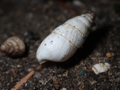 Brephulopsis