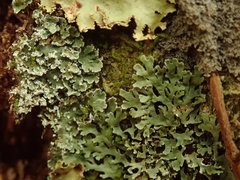 Heterodermia appendiculata