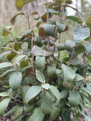 Viburnum × rhytidophylloides