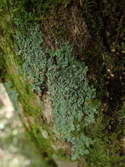 Physcia poncinsii