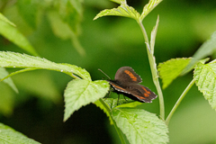 Erebia euryale