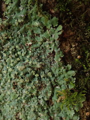 Physcia poncinsii