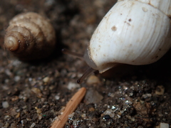 Brephulopsis