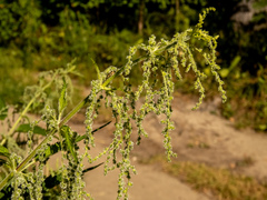 Urtica dioica