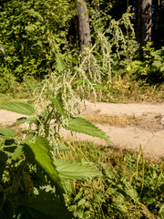 Urtica dioica