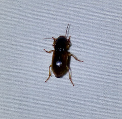 Anisodactylus discoideus