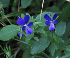Viola montcaunica