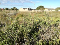 Gymnosporia elliptica