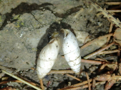 Brephulopsis