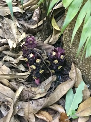 Bdallophytum americanum