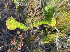 Crassula subulata fastigiata
