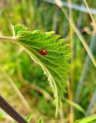 Coccinella septempunctata