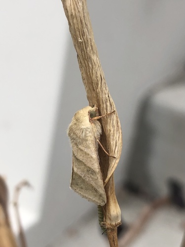 photo of Tobacco Budworm Moth (Chloridea virescens)