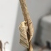 photo of Tobacco Budworm Moth (Chloridea virescens)