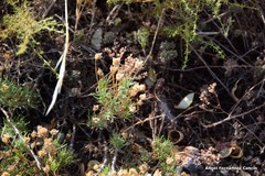 Plantago sempervirens