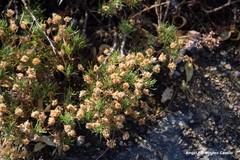Plantago sempervirens