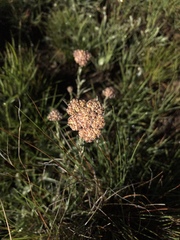Helichrysum subglomeratum