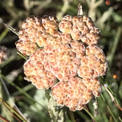 Helichrysum subglomeratum