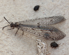 Brachynemurus nebulosus