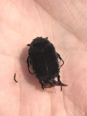 Cotinis impia