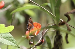 Callophrys guatemalena