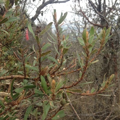 Comarostaphylis polifolia