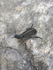 Epicauta major