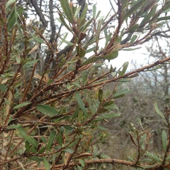 Comarostaphylis polifolia