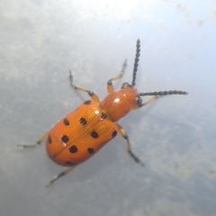 Crioceris duodecimpunctata